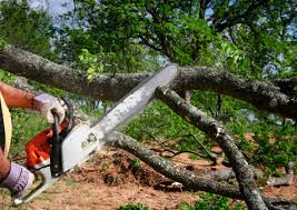 Best Tree and Shrub Care  in Versailles, KY