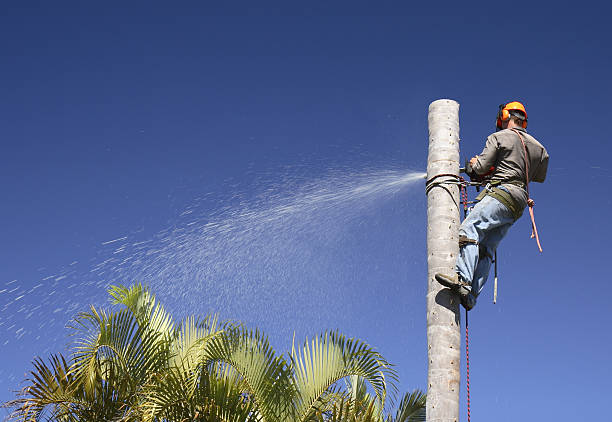 How Our Tree Care Process Works  in  Versailles, KY