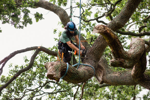 Best Hazardous Tree Removal  in Versailles, KY