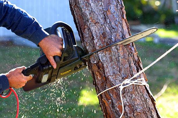 Best Arborist Consultation Services  in Versailles, KY