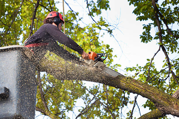 Best Stump Grinding and Removal  in Versailles, KY