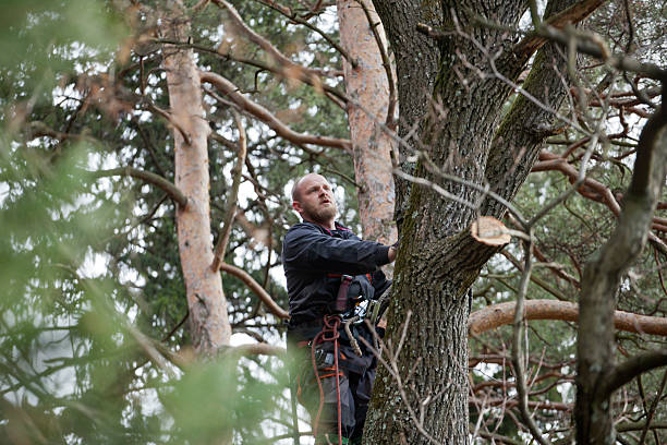 Best Residential Tree Removal  in Versailles, KY